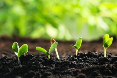 Young vegetable seedlings growing in soil outdoors, space for text