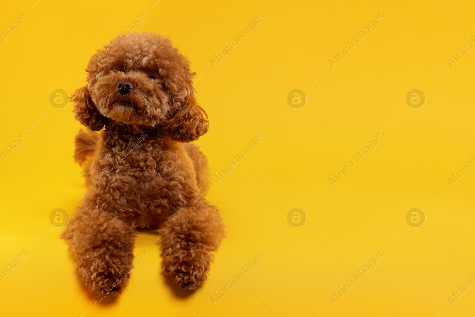 Photo of Cute Maltipoo dog on orange background, space for text. Lovely pet