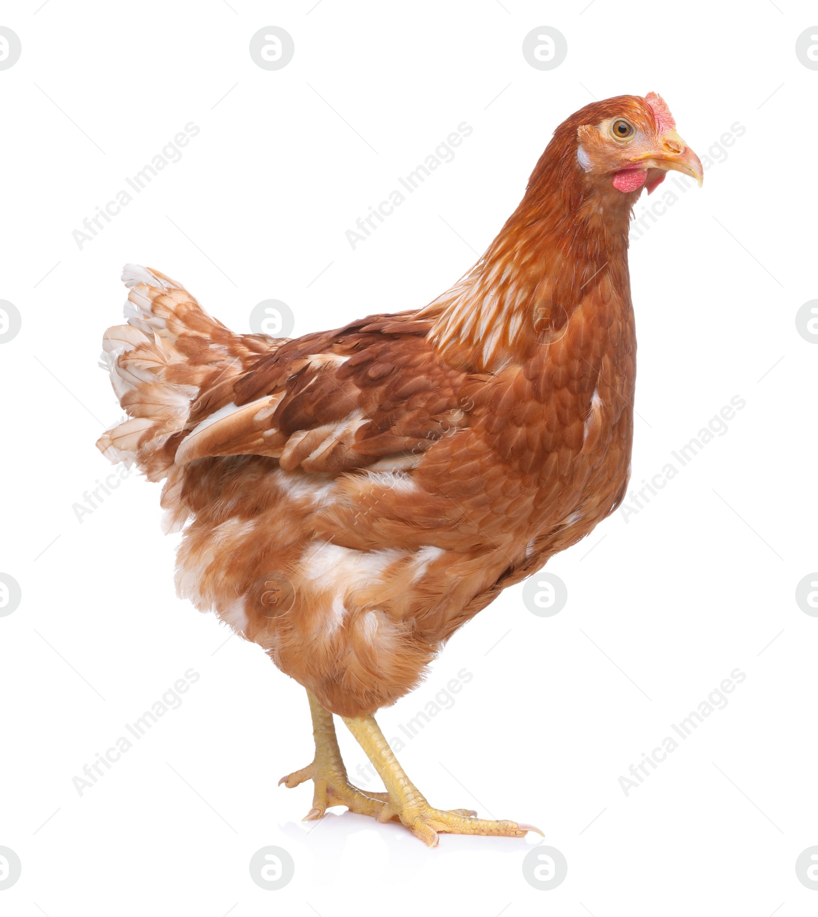 Photo of Beautiful chicken on white background. Domestic animal