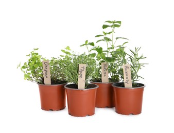 Different aromatic potted herbs isolated on white