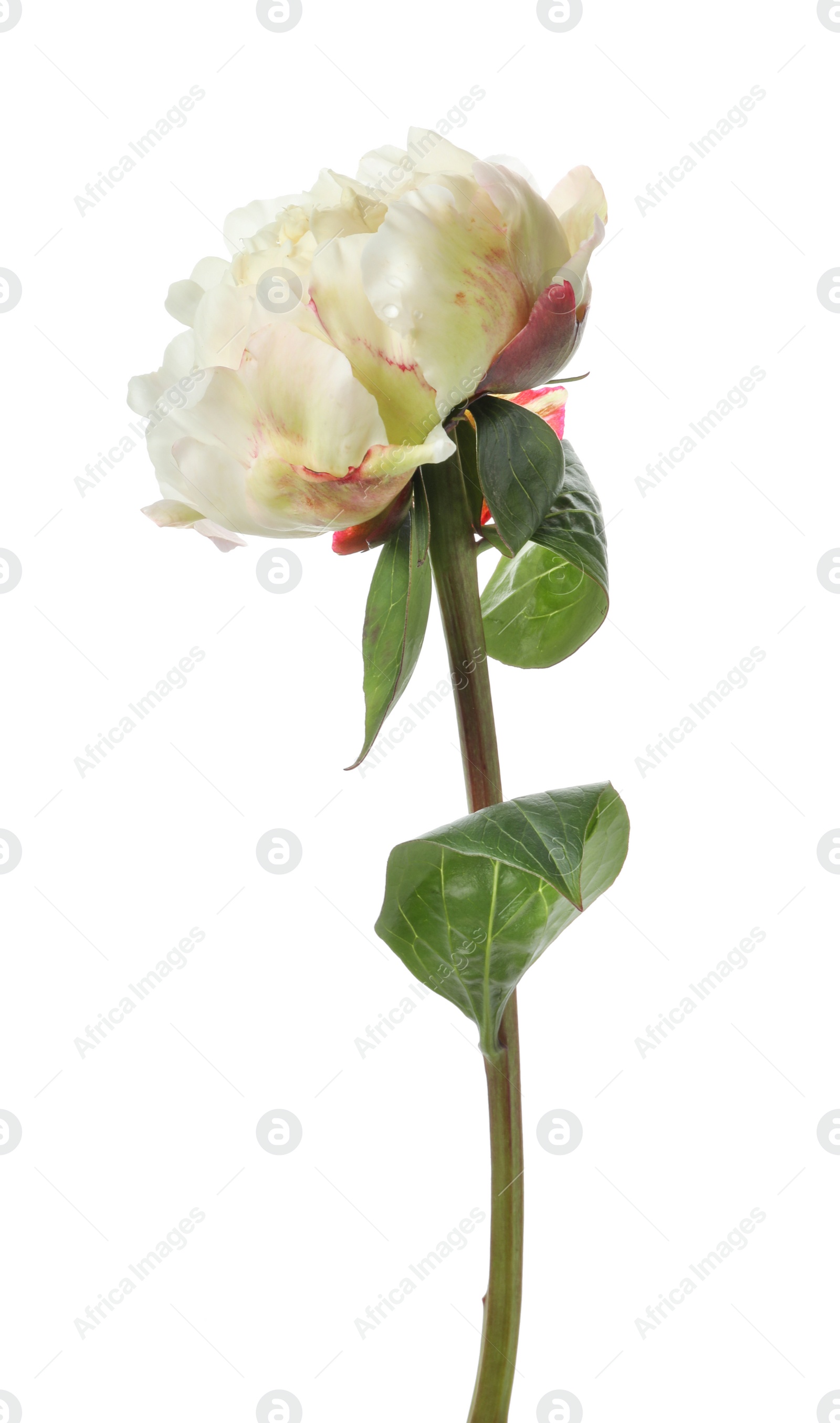 Photo of Beautiful fragrant peony flower isolated on white