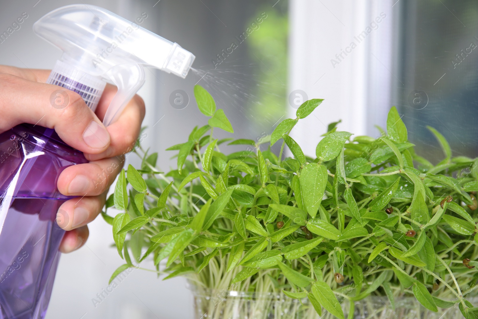 Photo of Man spraying mung bean sprouts with water indoors, closeup