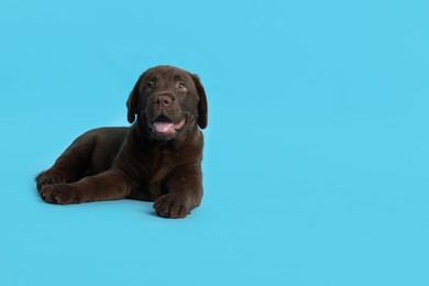 Photo of Cute chocolate Labrador Retriever puppy on light blue background, space for text