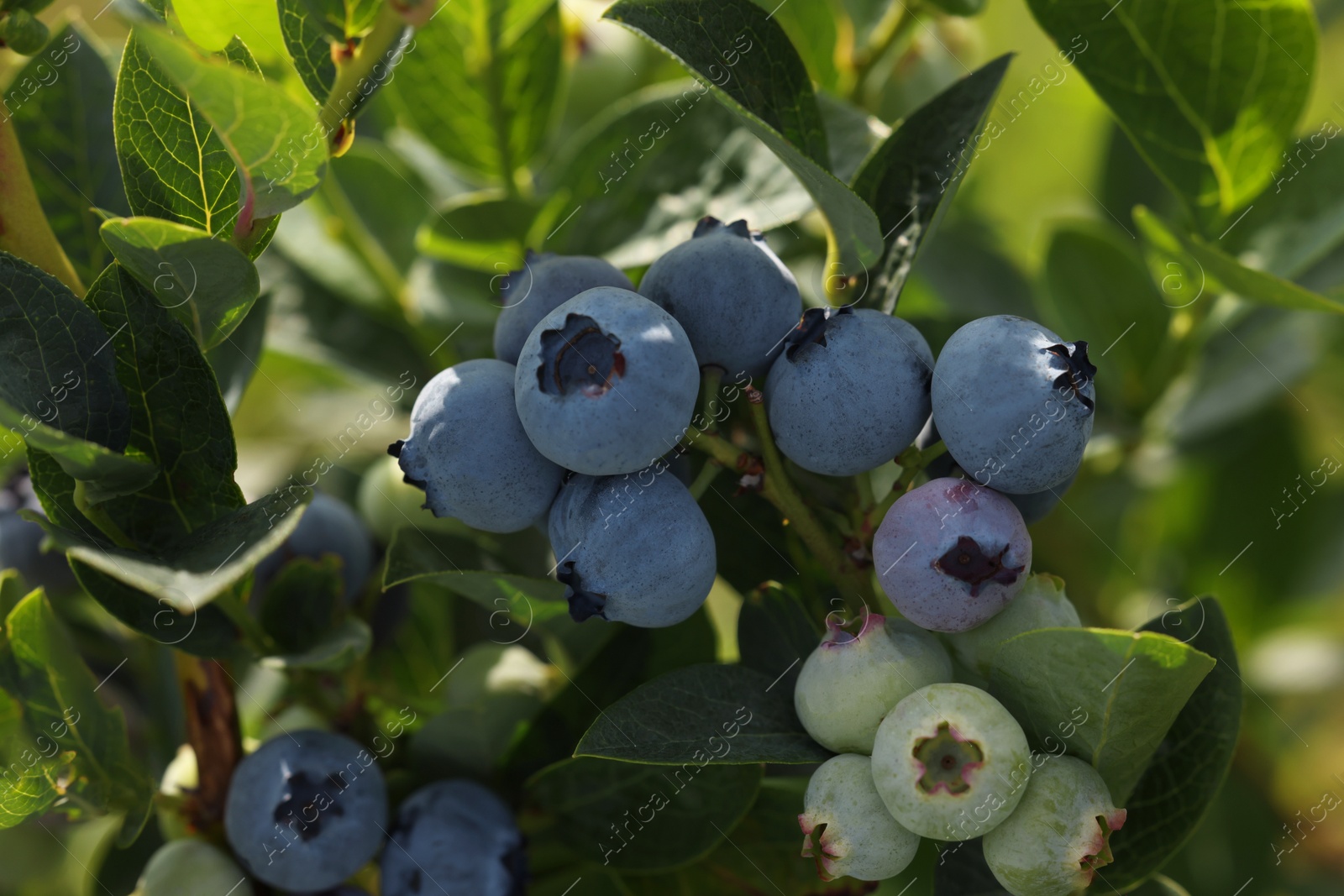 Photo of Wild blueberries growing outdoors, closeup. Seasonal berries