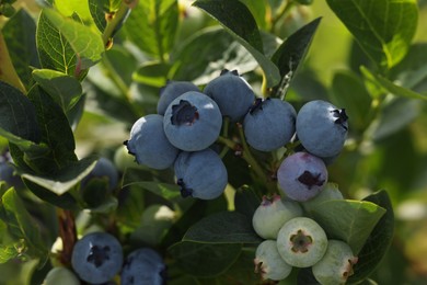 Wild blueberries growing outdoors, closeup. Seasonal berries