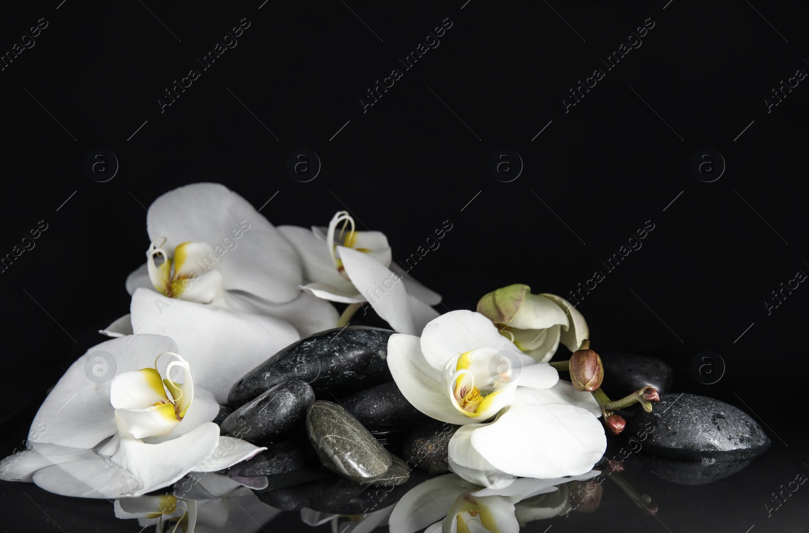 Photo of Stones and orchid flowers in water on black background. Zen lifestyle