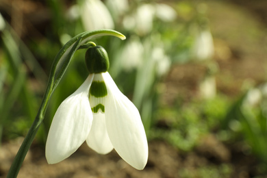 Beautiful spring snowdrop in garden, closeup. Space for text