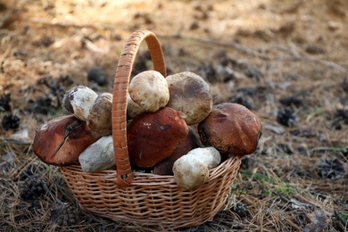 Photo of Wicker basket with fresh wild mushrooms in forest, closeup