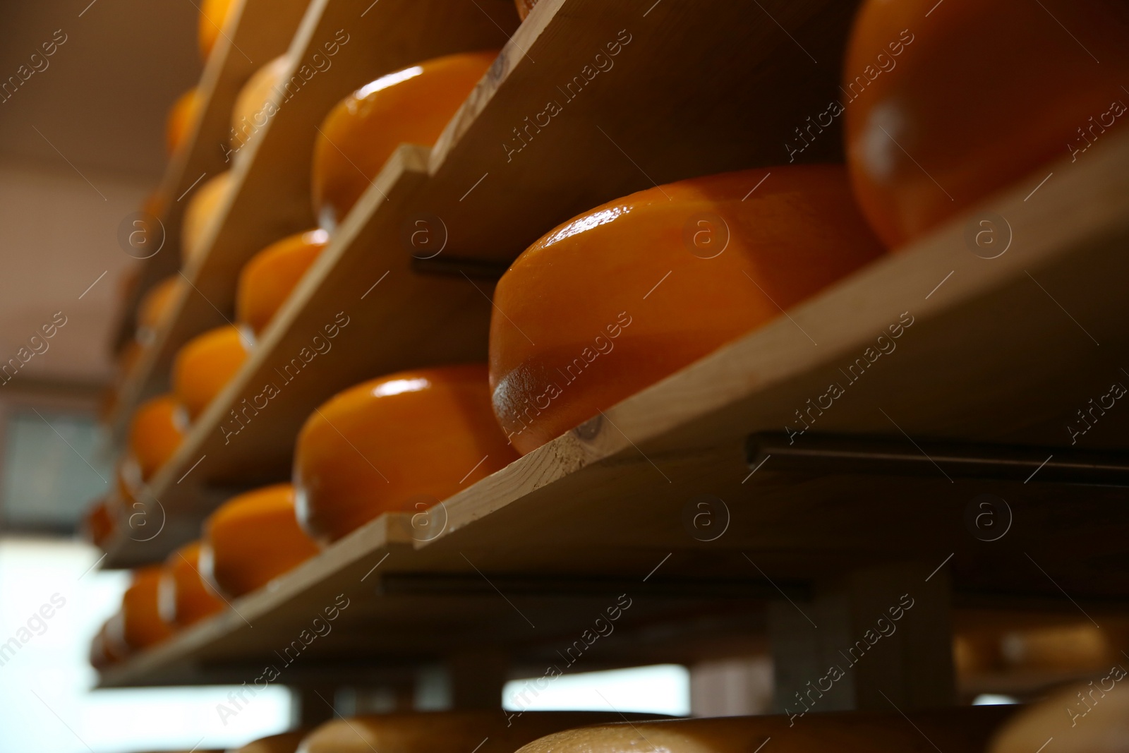 Photo of Fresh cheese heads on rack in factory warehouse