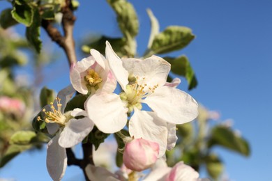 Photo of Apple tree with beautiful blossoms against blue sky, closeup. Spring season