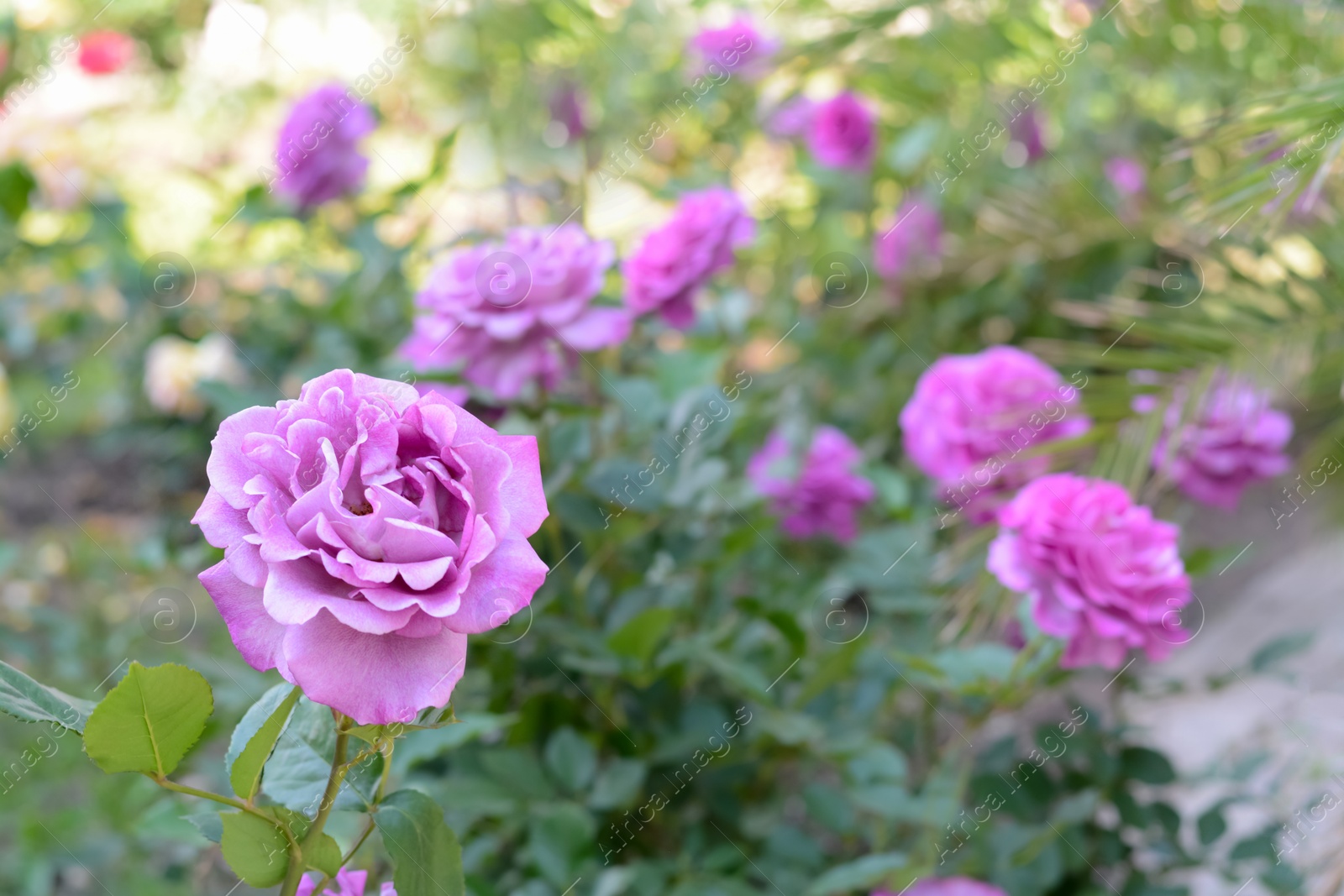 Photo of Beautiful violet rose flower blooming outdoors on sunny day, closeup. Space for text