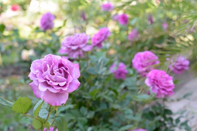 Photo of Beautiful violet rose flower blooming outdoors on sunny day, closeup. Space for text