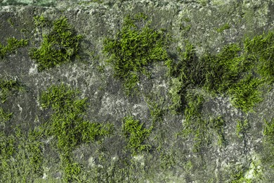 Stone wall overgrown with green moss, closeup