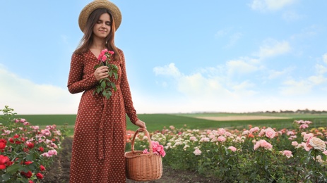 Photo of Woman with basket of roses in beautiful blooming field