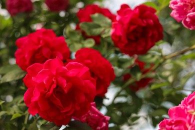 Photo of Closeup view of beautiful blooming rose bush outdoors on summer day