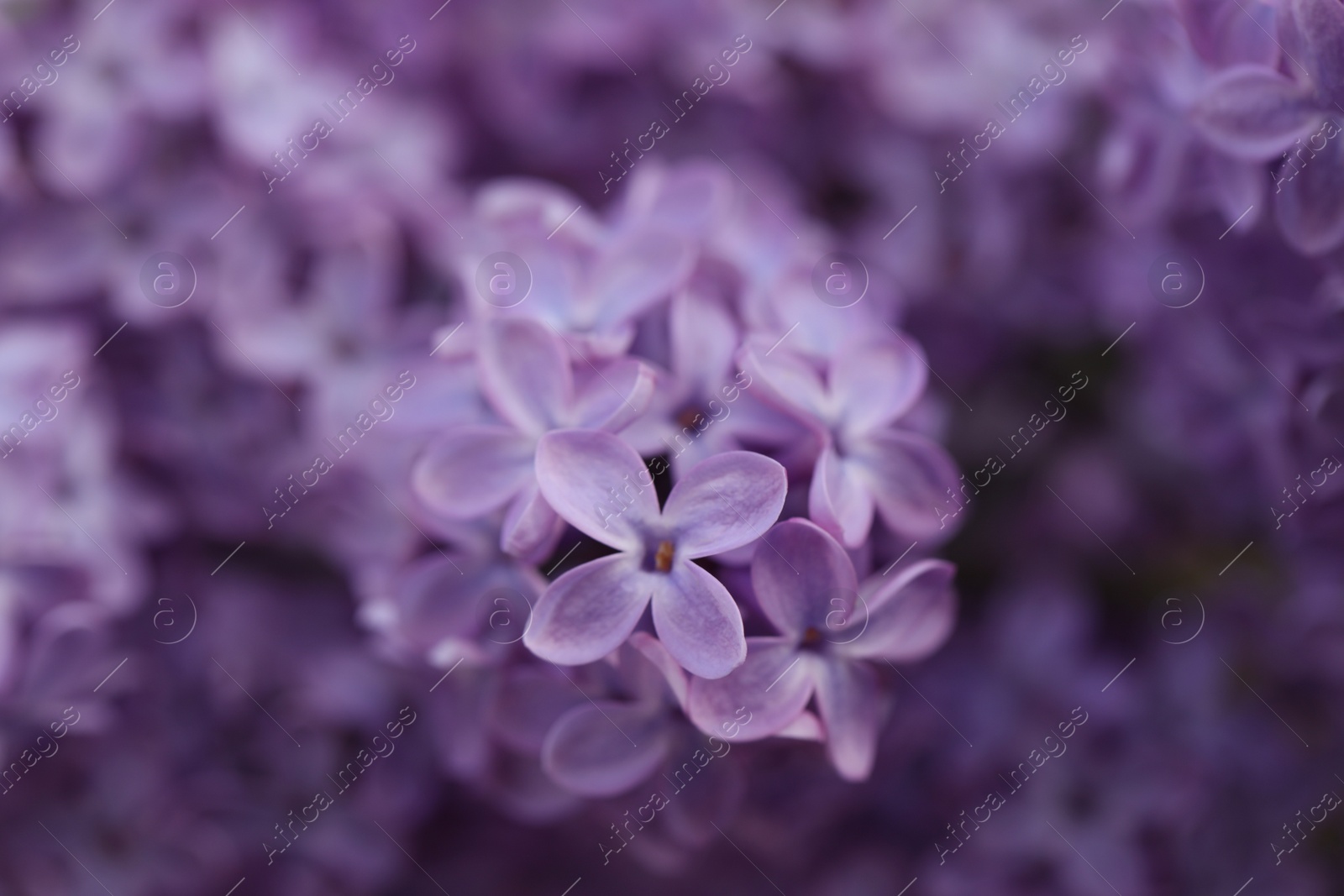 Photo of Closeup view of beautiful blossoming lilac as background