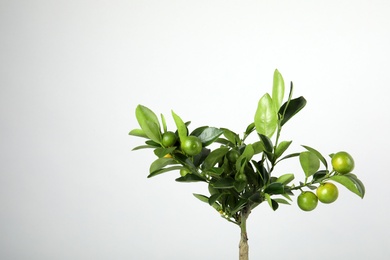 Beautiful Calamondin home plant on grey background, space for text