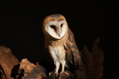 Photo of Beautiful common barn owl on tree against black background