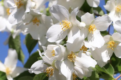 Photo of Closeup view of beautiful blooming white jasmine shrub outdoors