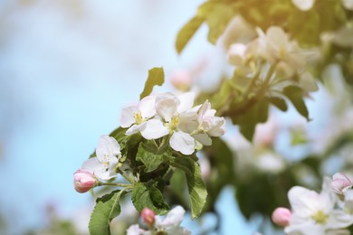 Photo of Closeup view of blossoming quince tree outdoors