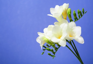 Photo of Beautiful freesia flowers on color background