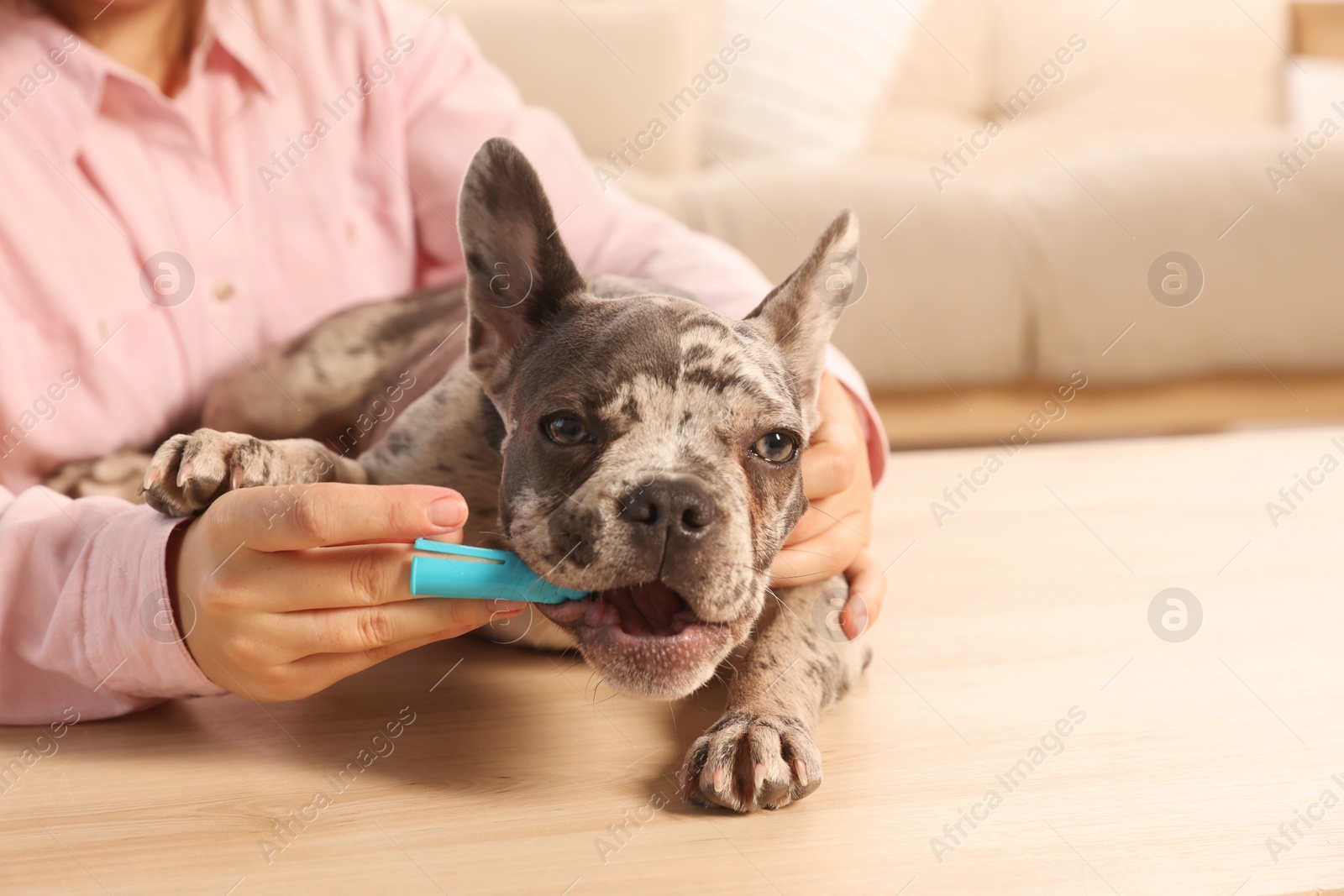 Photo of Woman brushing dog's teeth at table indoors, closeup