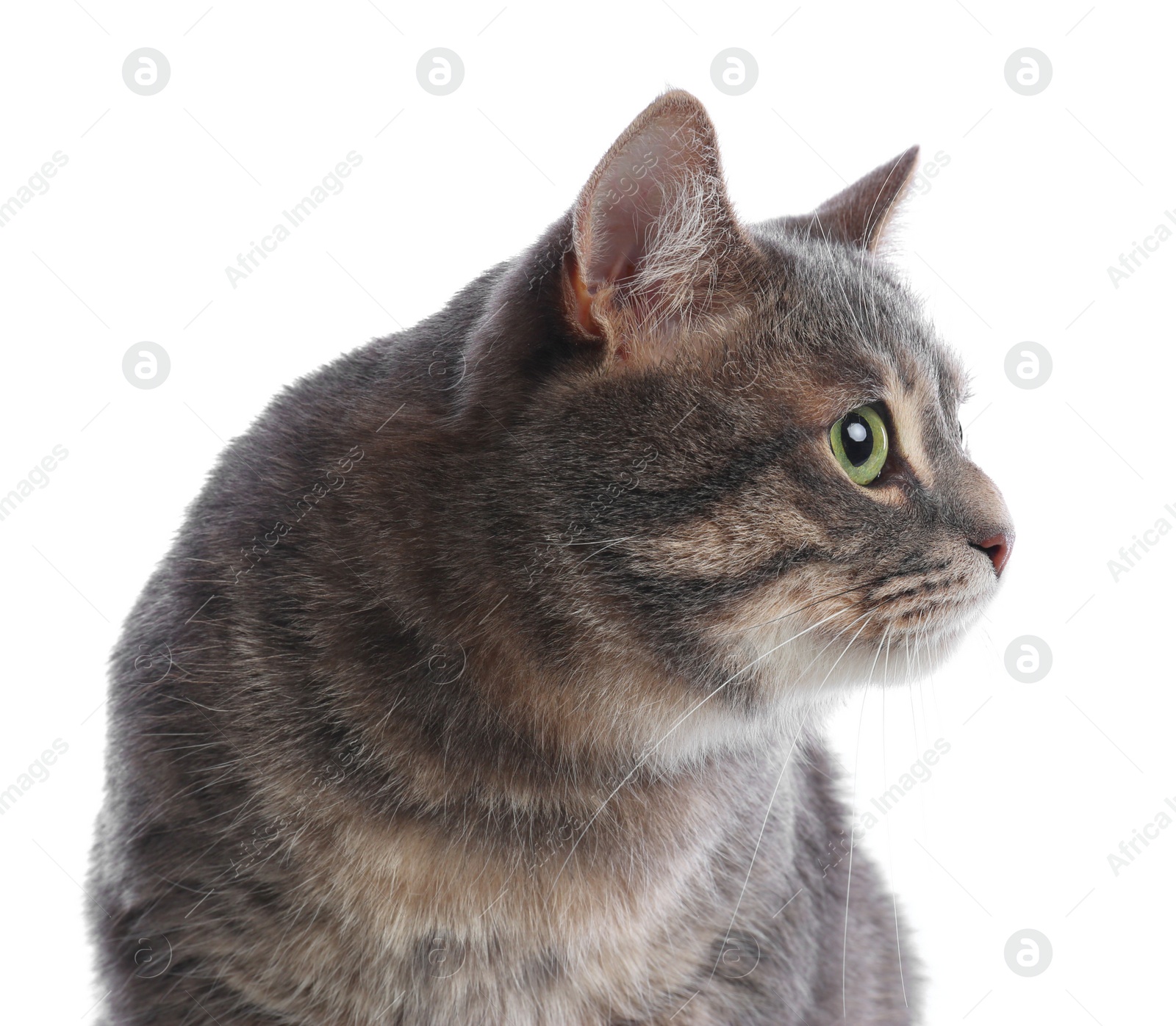 Photo of Cute gray tabby cat on white background. Lovely pet