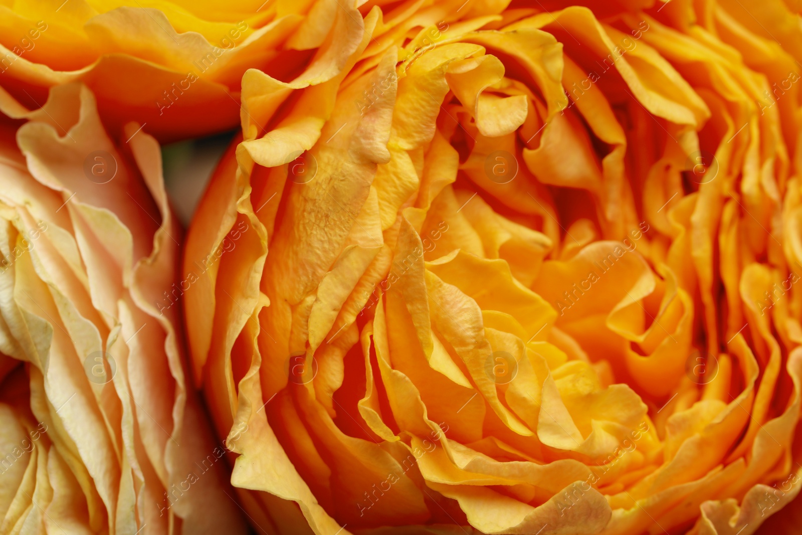 Photo of Beautiful fresh roses as background, closeup view. Floral decor