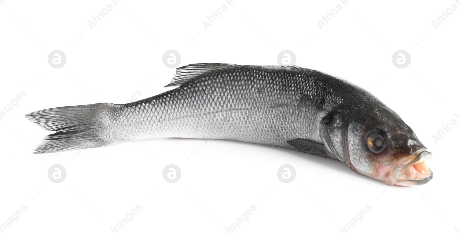 Photo of Fresh sea bass fish isolated on white