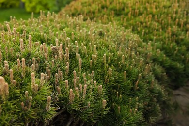 Pine shrub with blossoms outdoors on spring day, closeup