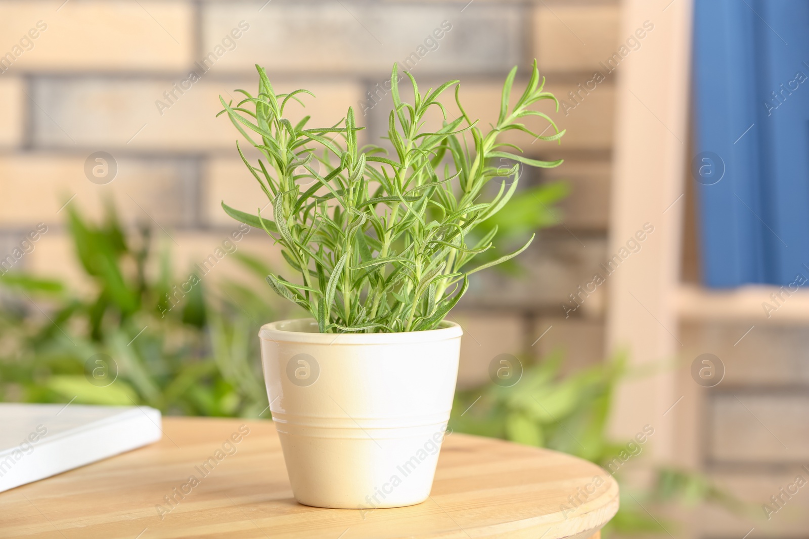 Photo of Pot with fresh green rosemary on table