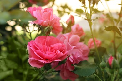 Photo of Closeup view of beautiful blooming rose bush outdoors on summer day