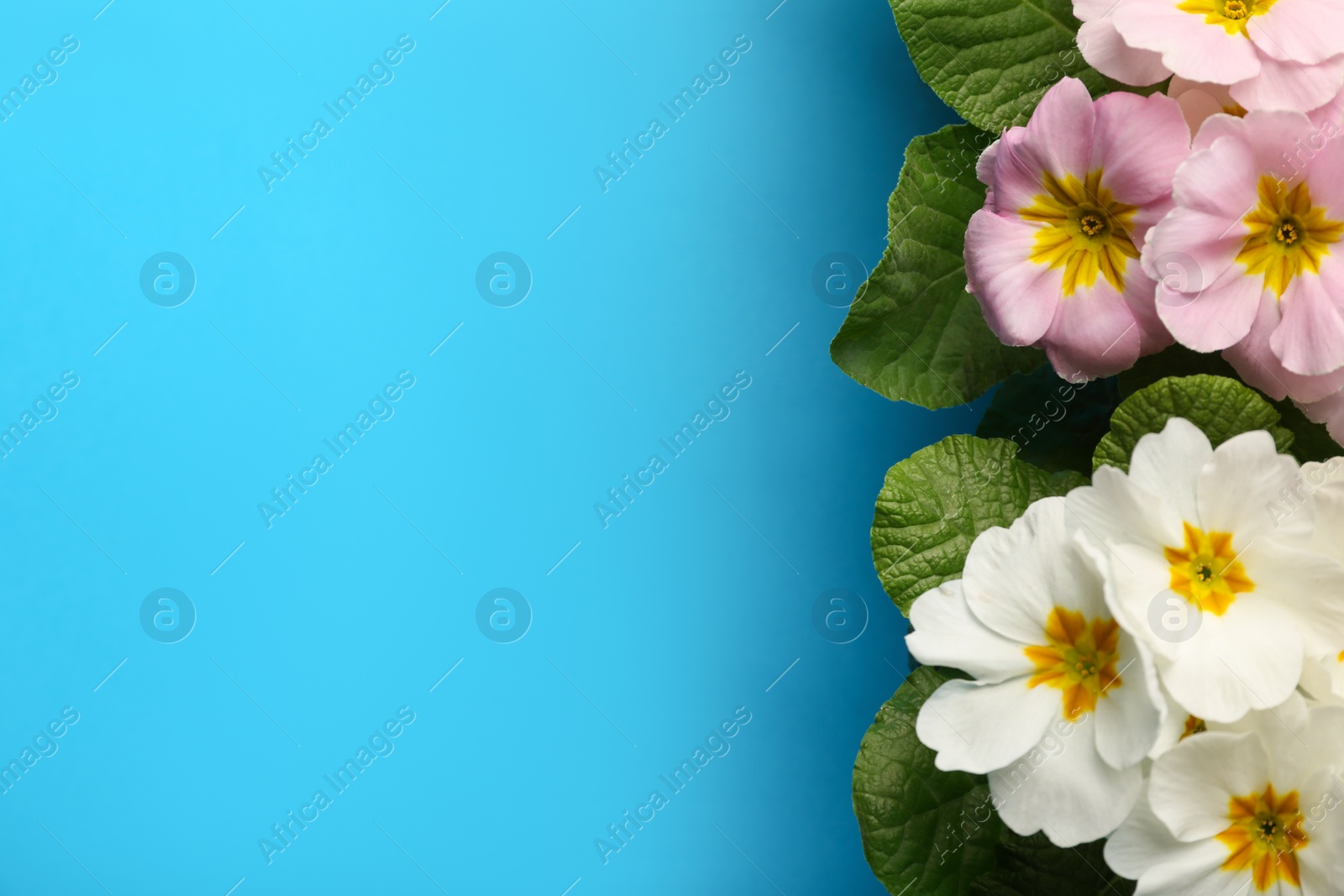 Photo of Beautiful primula (primrose) plants with colorful flowers on light blue background, flat lay and space for text. Spring blossom