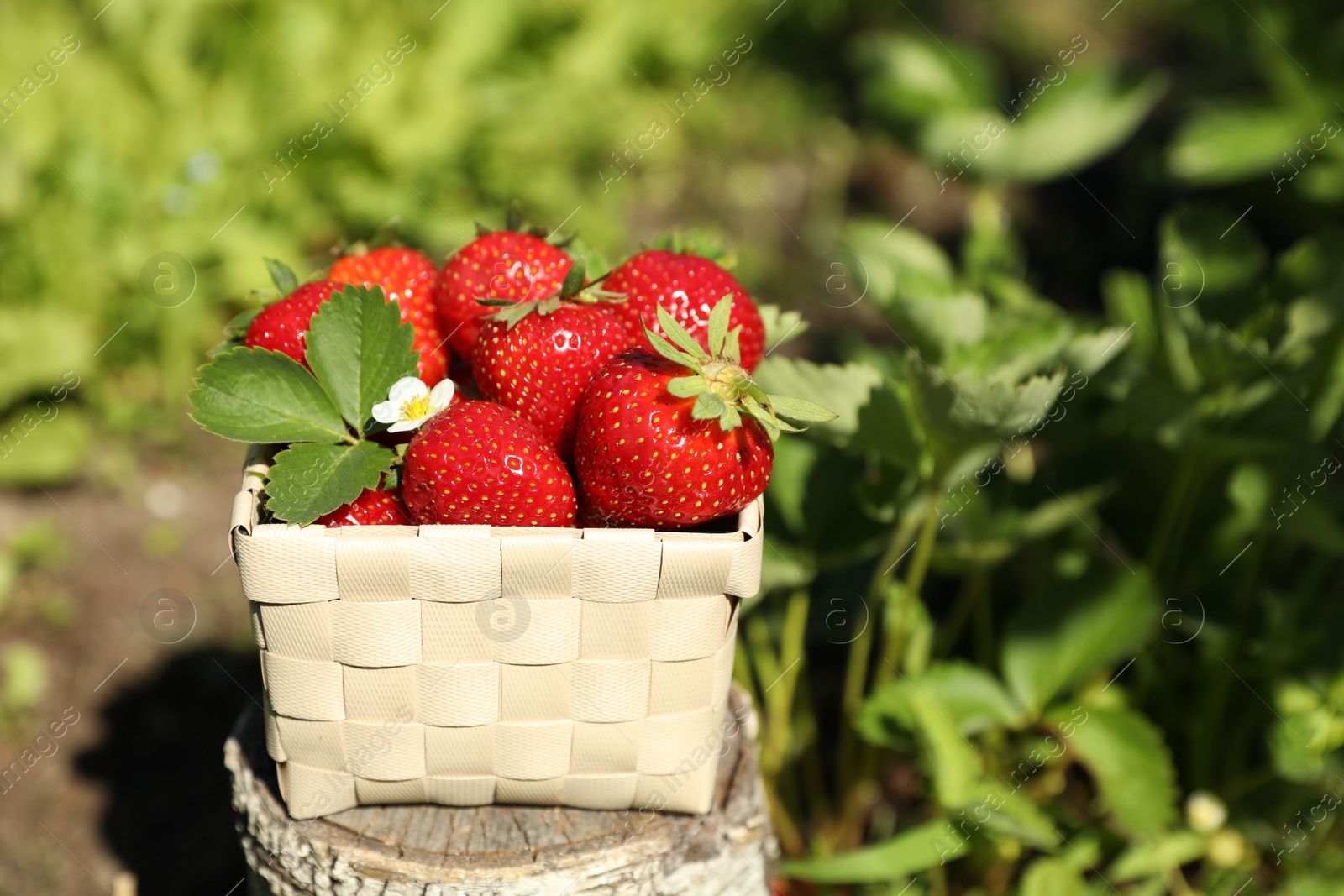 Photo of Basket of ripe strawberries on tree stump in field, closeup