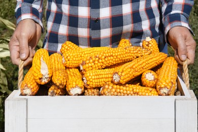 Photo of Man holding white wooden crate with delicious ripe corn cobs in field, closeup