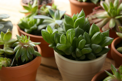 Photo of Many different echeverias on table, closeup. Beautiful succulent plants