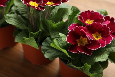 Photo of Beautiful burgundy primula (primrose) flowers on wooden background, closeup. Spring blossom
