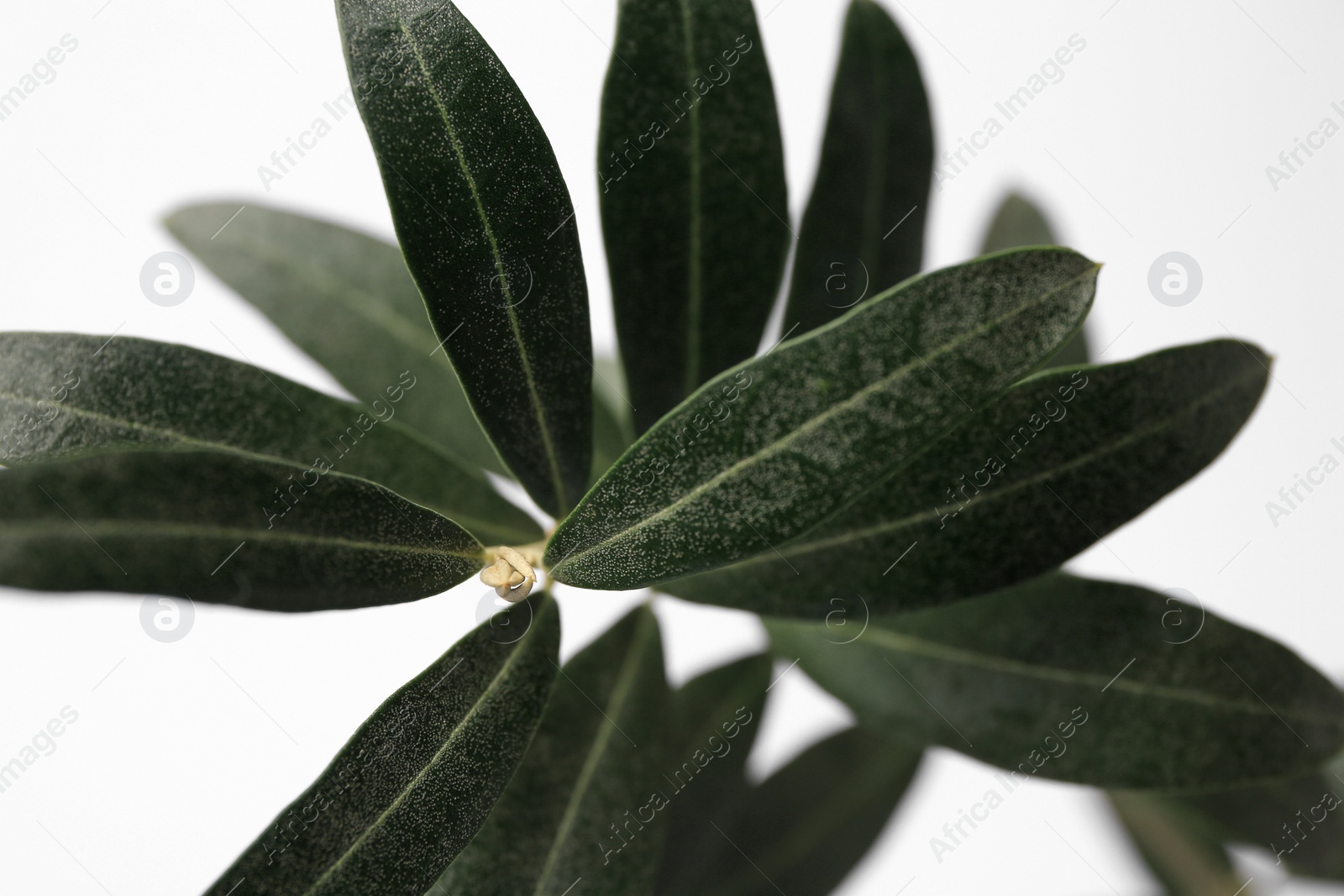 Photo of Twig with fresh green olive leaves on white background, closeup