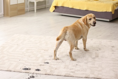 Cute dog leaving muddy paw prints on carpet