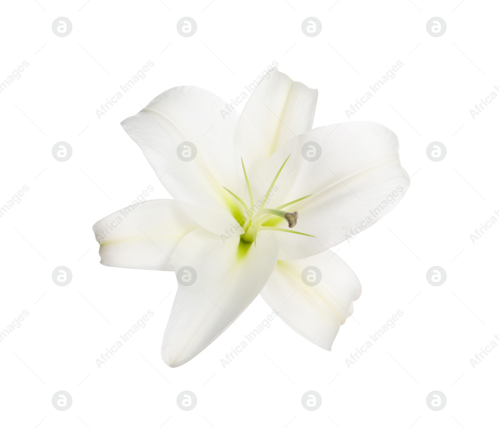 Photo of Beautiful fresh lily flower isolated on white