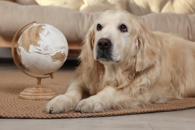 Photo of Cute golden retriever lying near globe on floor at home. Travelling with pet