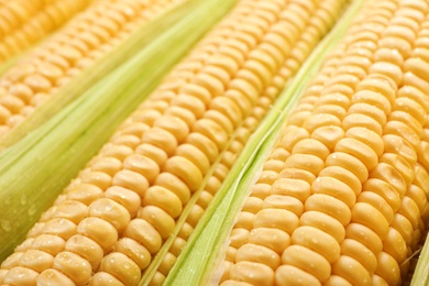 Photo of Tasty sweet corn cobs as background, closeup