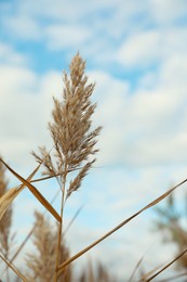 Beautiful dry reed under cloudy sky outdoors