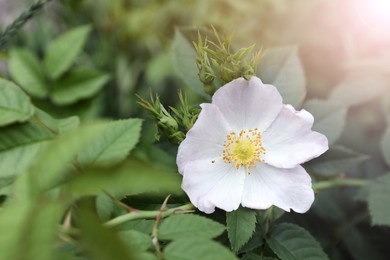 Photo of Briar rose bush with beautiful flower outdoors, closeup. Space for text
