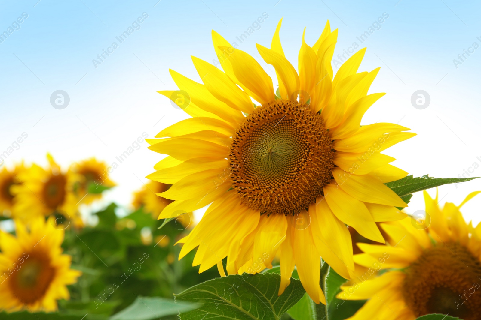 Photo of Yellow sunflower in summer field, closeup