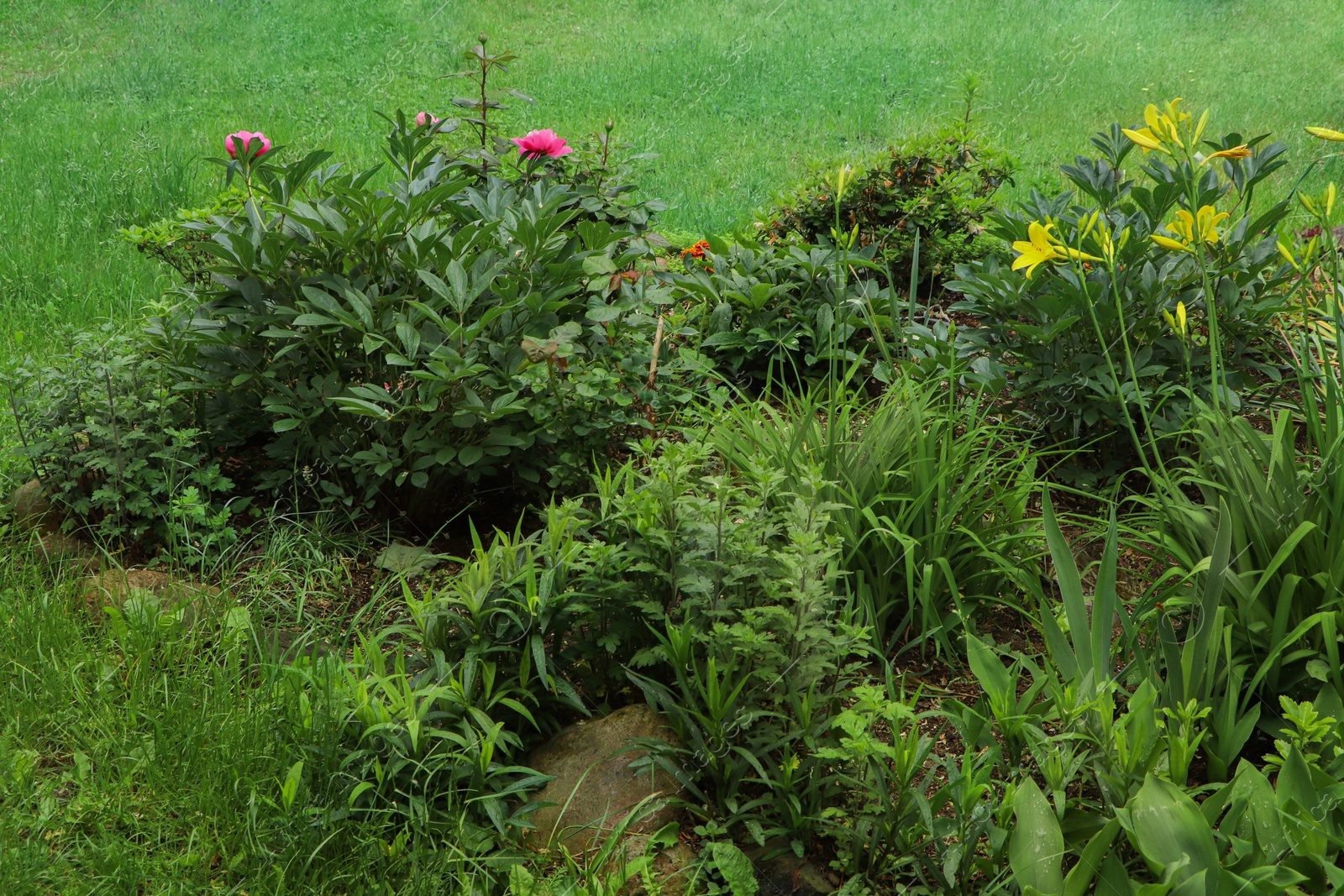 Photo of Beautiful flowerbed with different plants outdoors. Gardening and landscaping