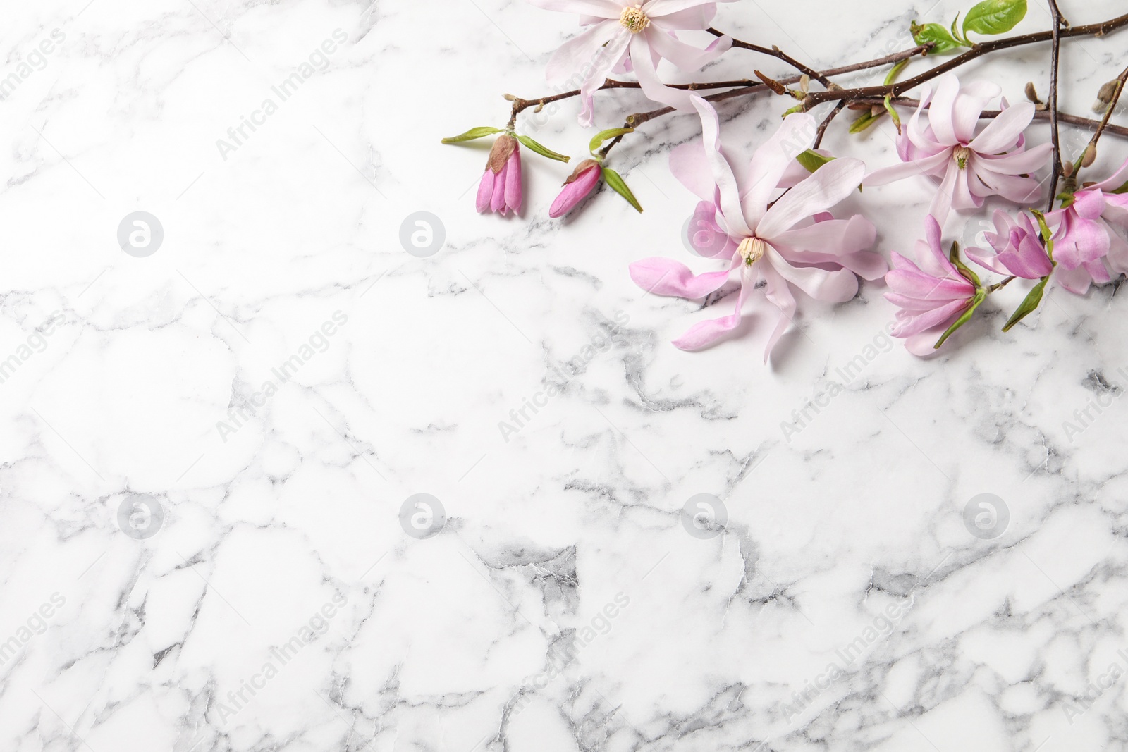 Photo of Magnolia tree branches with beautiful flowers on white marble table, above view. Space for text