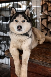 Beautiful Husky dog in outdoor pet enclosure on snowy day