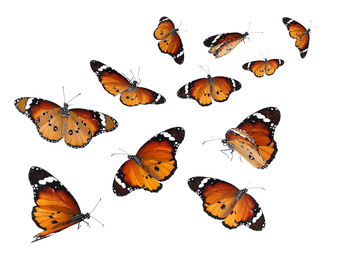 Amazing plain tiger butterflies flying on white background