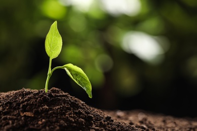 Photo of Young plant in fertile soil on blurred background, space for text. Gardening time